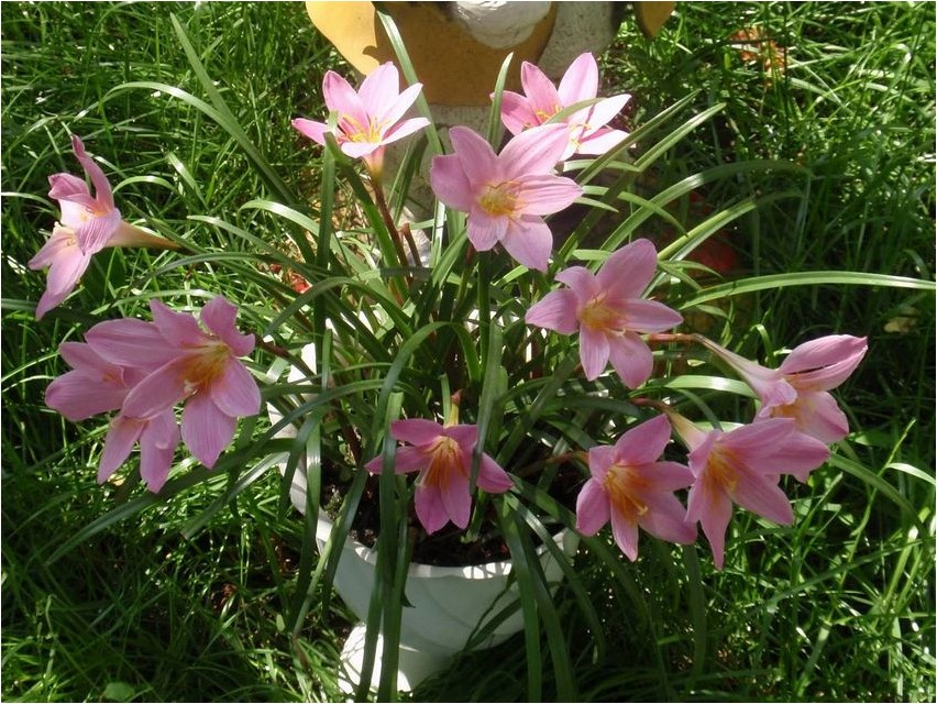 Zephyranthes grandiflora zephyranthes