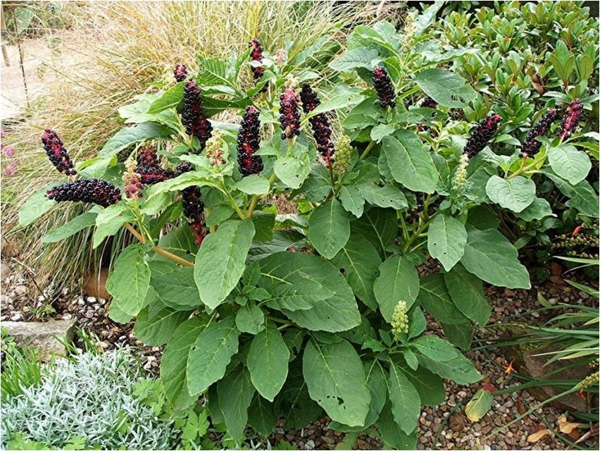 Phytolacca phytolacca