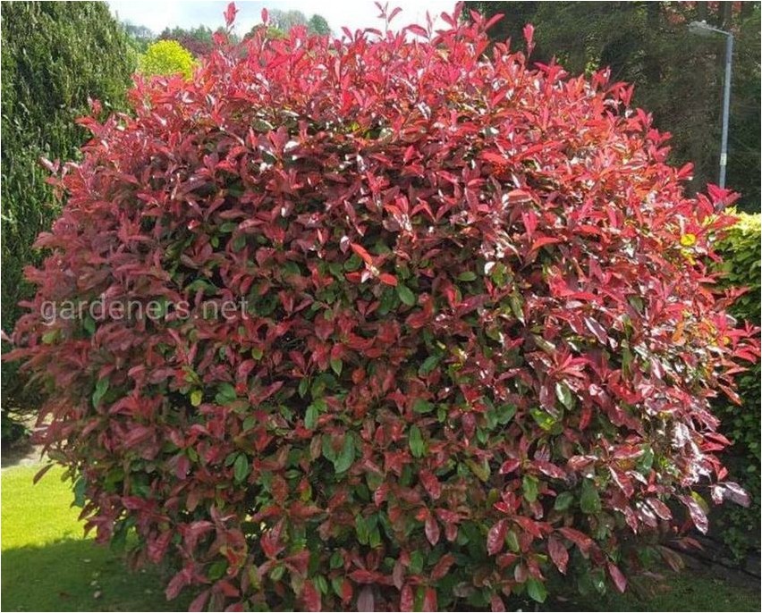 Photinia photinia