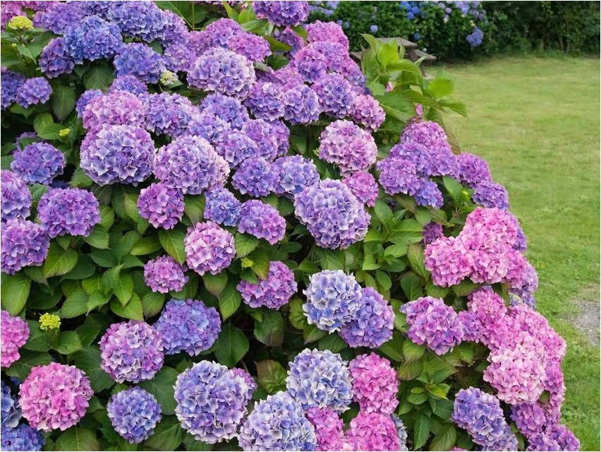 Hortensia hortensia