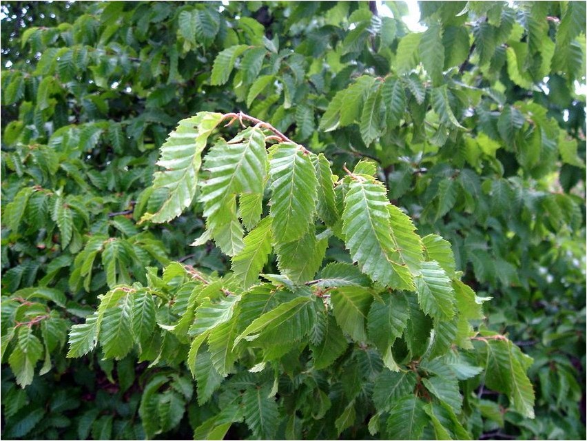Hainbuche Hainbuche