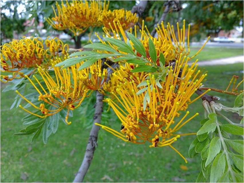Гревиллея гревиллея Grevillea grevillea