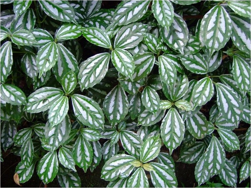 Пилея Кадье кадье Pilea Cadieux Cadieux