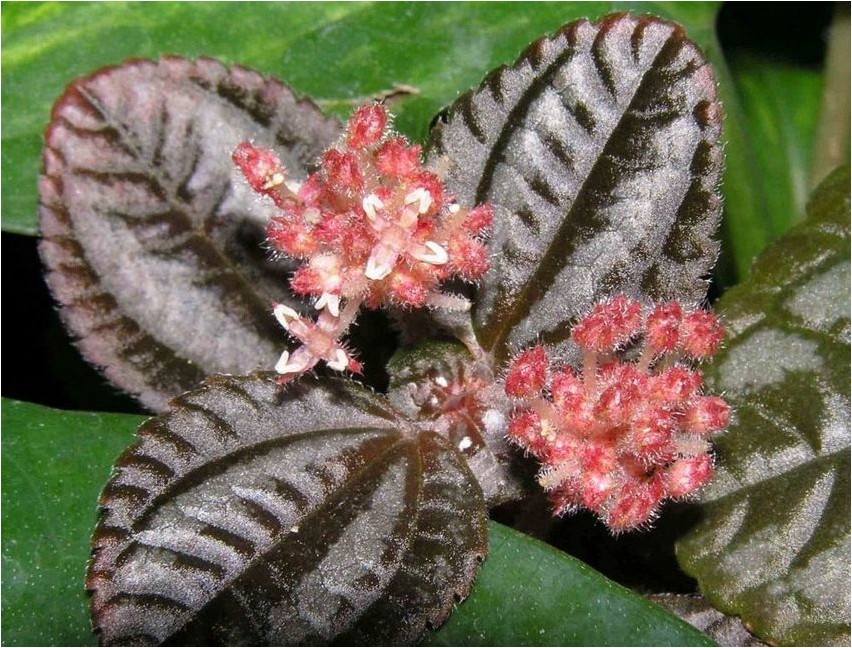 Пилея Спруса спруса Pilea kuusk kuusk