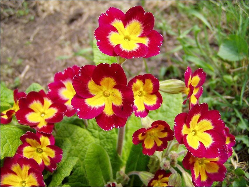 Примула примула Priimula