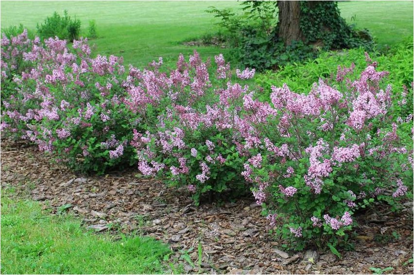 Кальмия клиновидная кальмия Kalmia keilförmige Kalmia