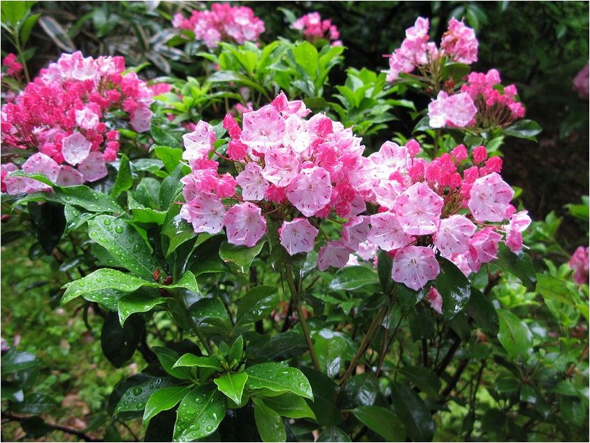 Кальмия клиновидная кальмия Kalmia keilförmige Kalmia