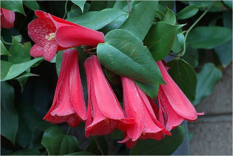 Lapageria Lapageria