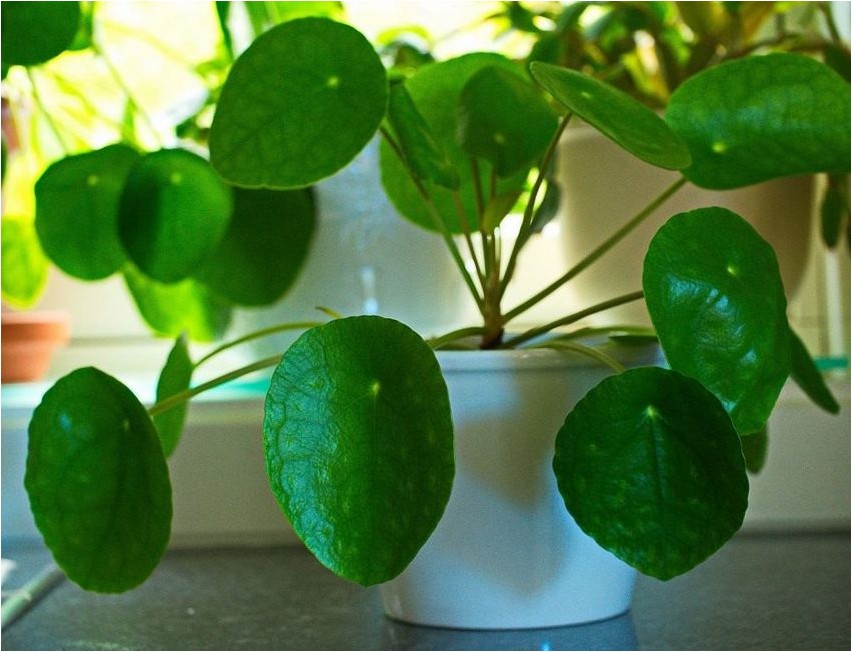 Pilea thickifolia Pilea