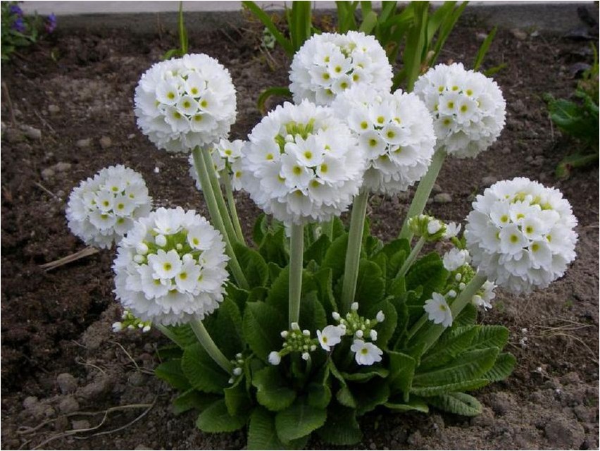 Priimula selja-koonus priimula
