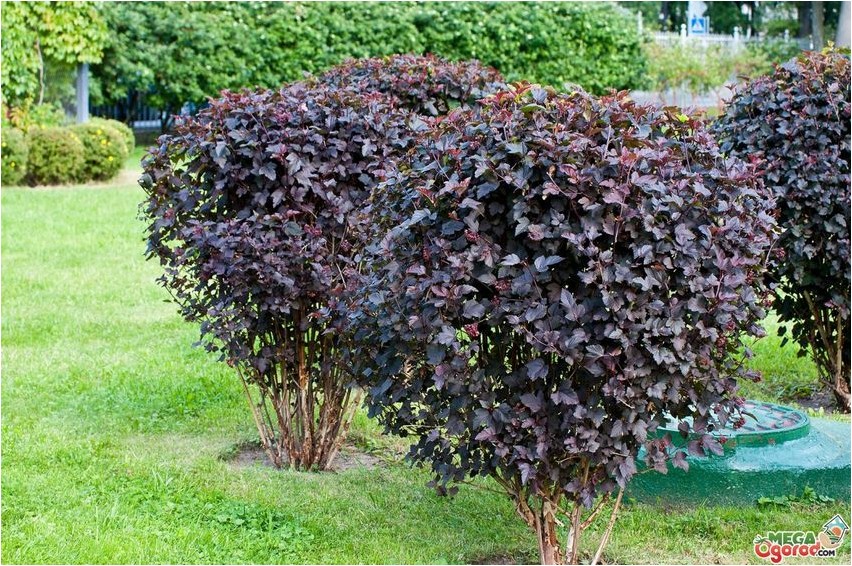 Bladder senna.