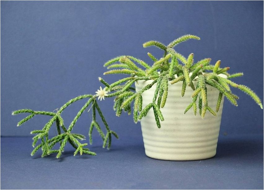 Rhipsalis karvane rhipsalis