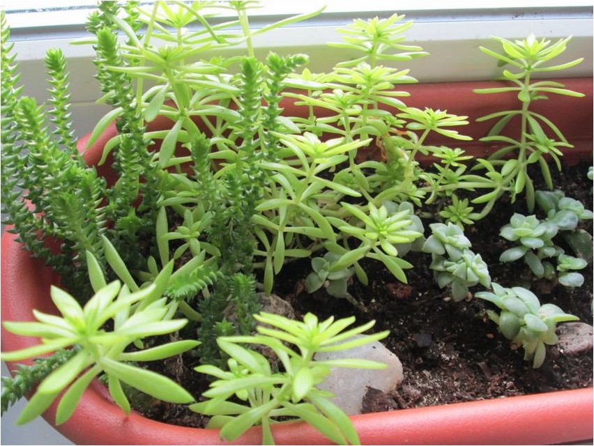 Толстянка плауновидная плауновидная Crassula lükofüüt