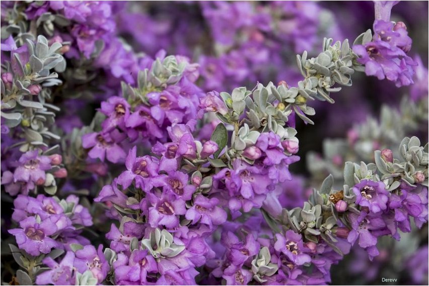 Леукофиллум кустарниковый леукофиллум Leucophyllumi põõsas leukophyllum