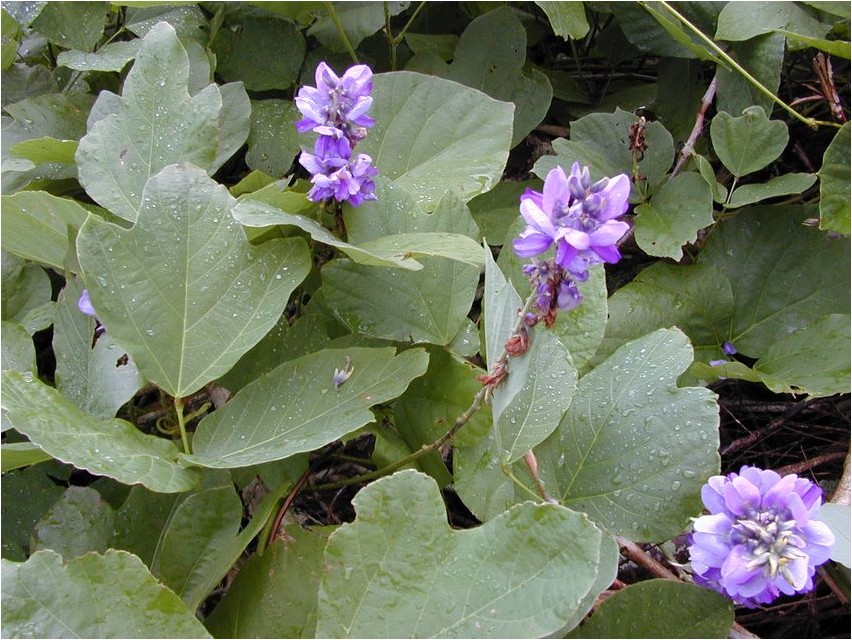 Pueraria pueraria