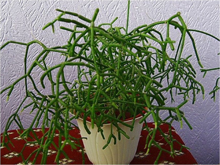 Рипсалис цереусовидный рипсалис Rhipsalis cereus rhipsalis