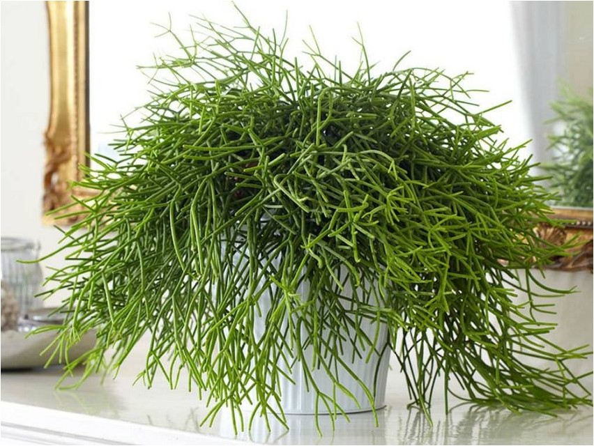 Rhipsalis rhipsalis