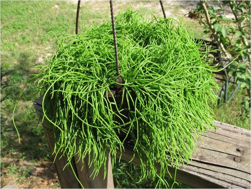 Rhipsalis rhipsalis