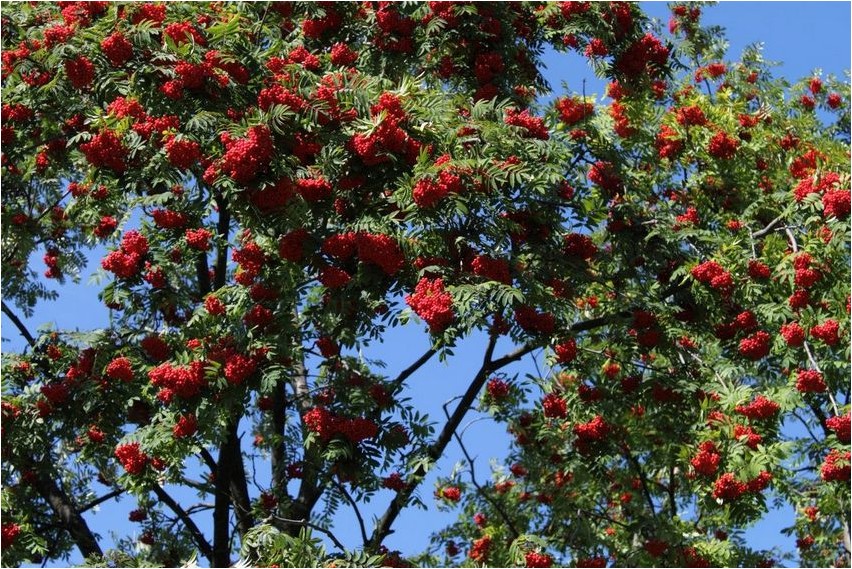 Сорбокотонеастер сорбокотонеастер Sorbocotoneaster Sorbocotoneaster