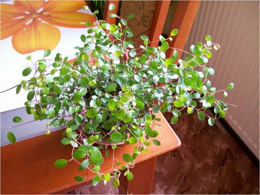 Мюленбекия мюленбекия Mühlenbeckia mühlenbeckia