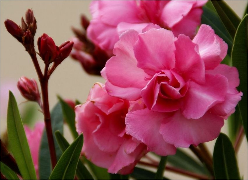 Олеандр олеандр Oleander oleander