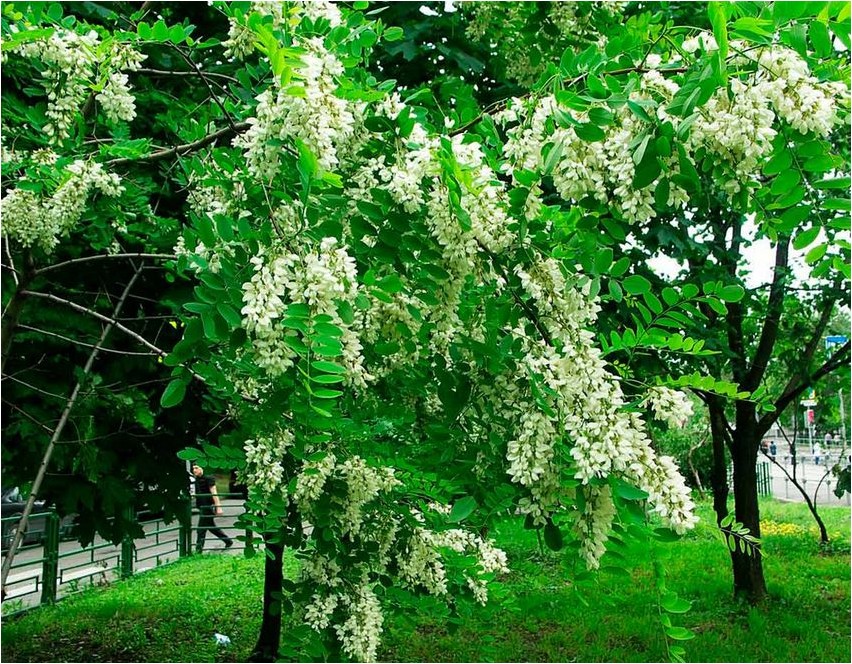 Robinia scaly-leaved