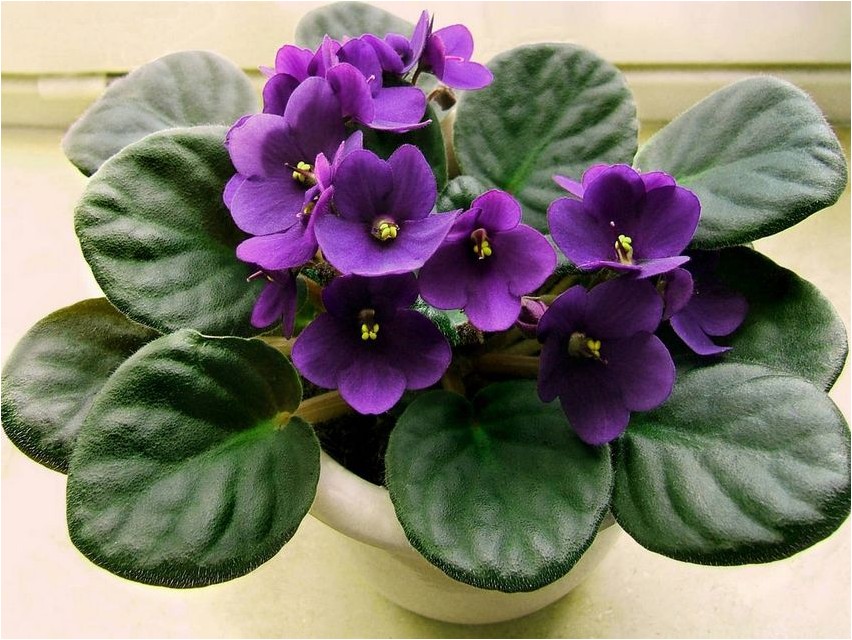 Сенполия фиалкоцветковая сенполия Saintpaulia violette Blume Saintpaulia