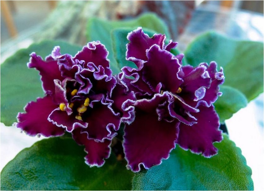 Сенполия фиалкоцветковая сенполия Saintpaulia violette Blume Saintpaulia