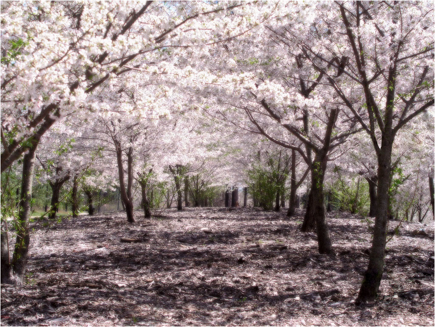 Сакура сакура Sakura