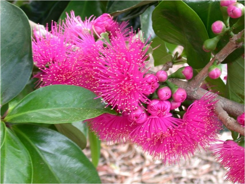 Syzygium paniculata Syzygium