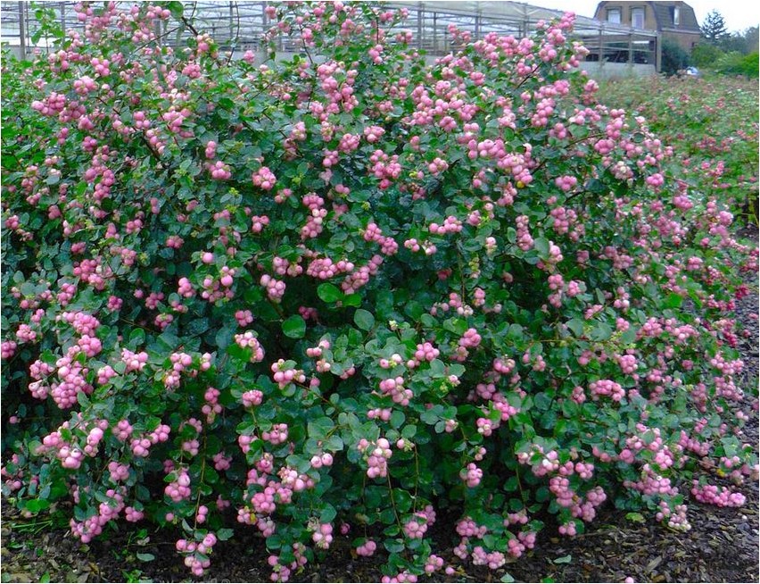 Snowberry Snowberry
