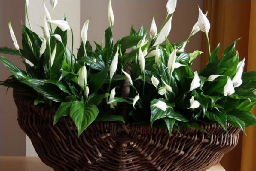Спатифиллум спатифиллум Spathiphyllum spathiphyllum
