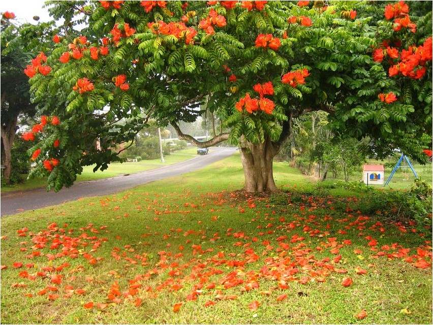 Тюльпанное дерево дерево Tulpenbaum