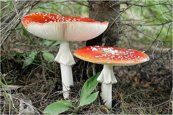 Мухомор: описание гриба, его виды и применение