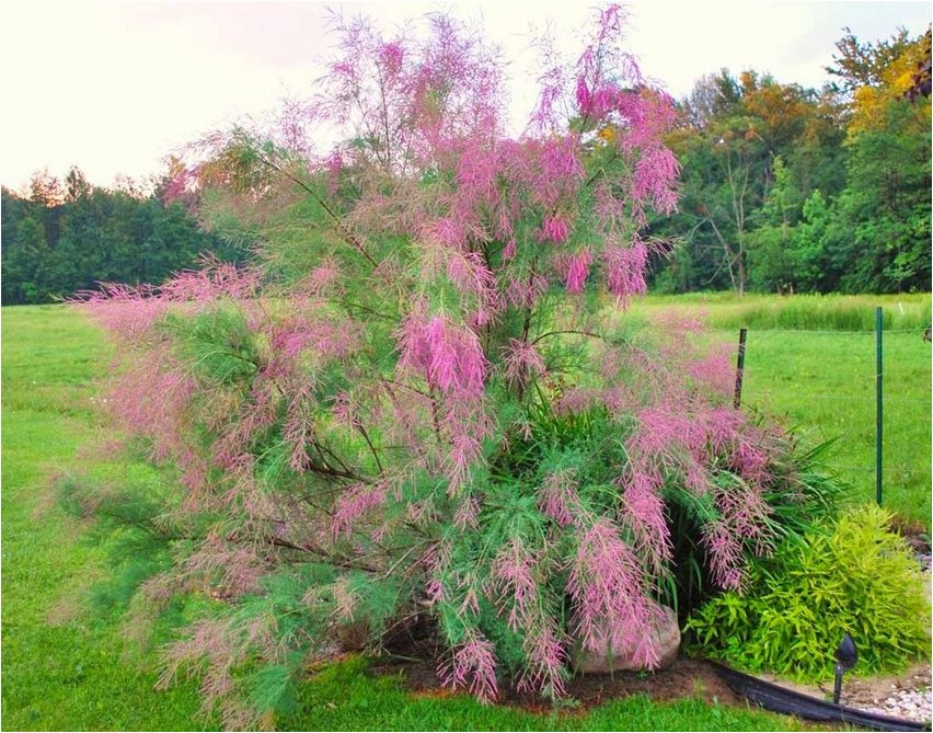 Tamarix tamarix