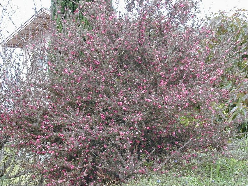 Õhukese seemne taim ehk Leptospermum leptospermum