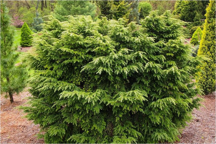Тсуга тсуга Hemlock hemlock