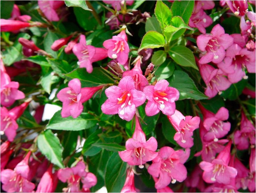 Вейгела вейгела Weigela weigela
