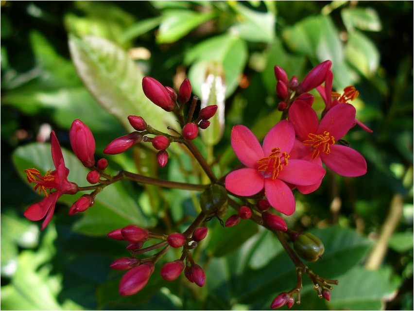 Jatropha jatropha