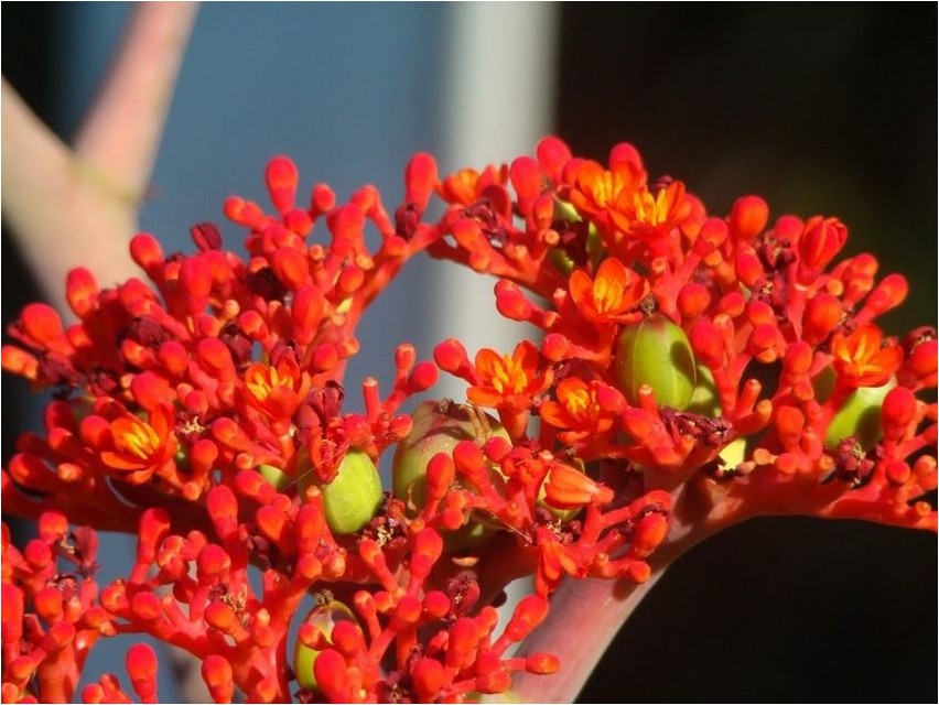 Jatropha jatropha