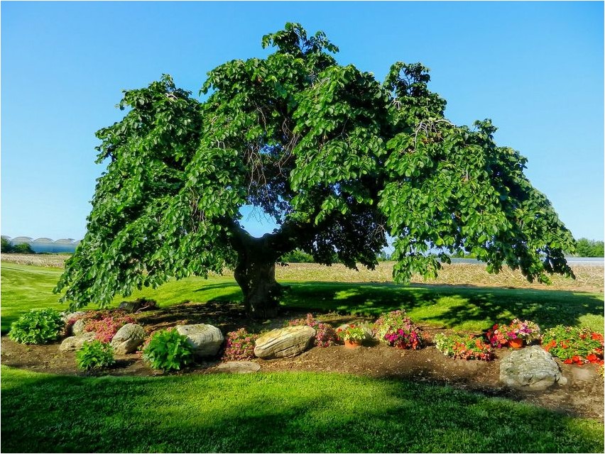 Elm