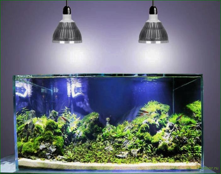 How to choose a lamp for an aquarium: selection of lamps, fixtures