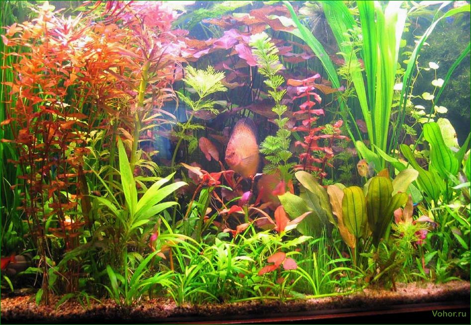 How to choose a lamp for an aquarium: selection of lamps, fixtures