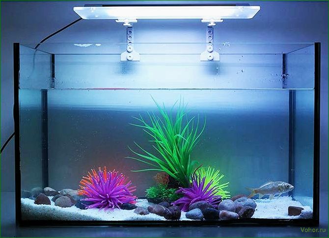 How to choose a lamp for an aquarium: selection of lamps, fixtures