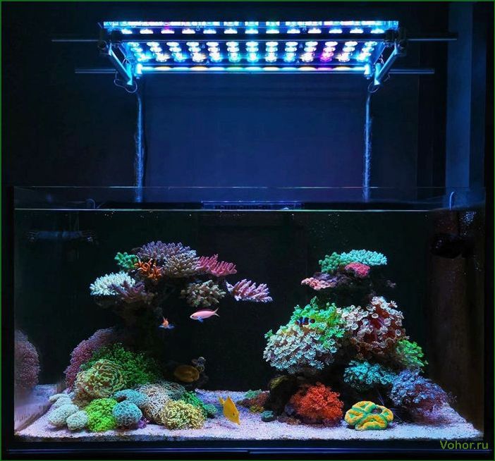 How to choose a lamp for an aquarium: selection of lamps, fixtures