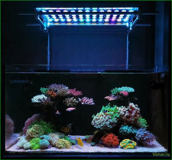 How to choose a lamp for an aquarium: selection of lamps, fixtures
