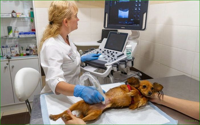 So wählen Sie eine Tierklinik aus