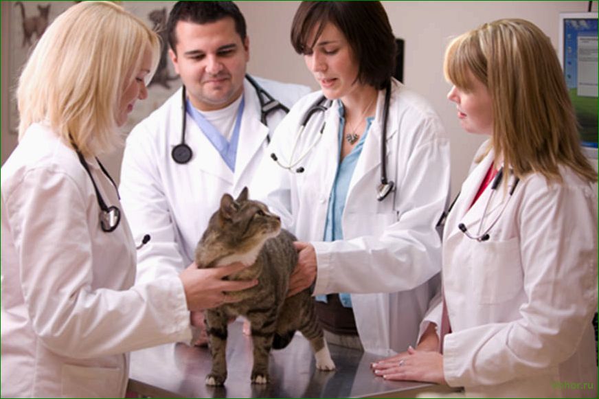 So wählen Sie eine Tierklinik aus