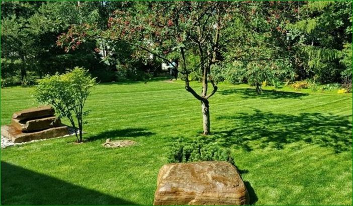Rullmuru: kuidas valida õige, omadused, hooldusreeglid