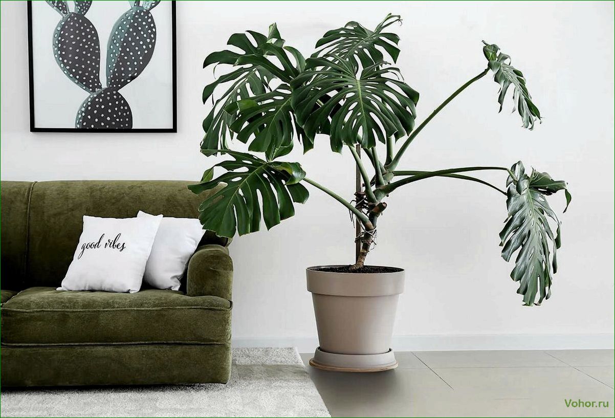 Monstera: Wie man eine mysteriöse Pflanze züchtet und pflegt